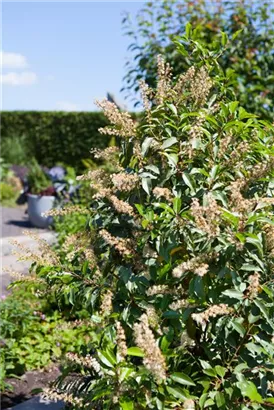 Portug.Lorbeerkirsche - Prunus lusitanica - Baum