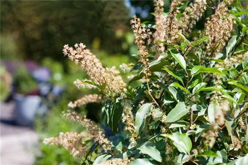 Portug.Lorbeerkirsche - Prunus lusitanica - Baum