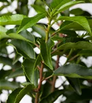 Portugiesischer Kirschlorbeer - Prunus lusitanica