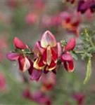 Edelginster 'Palette' - Cytisus scoparius 'Palette'