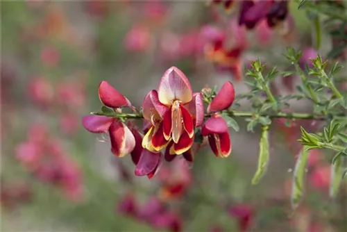 Edelginster 'Palette' - Cytisus scoparius 'Palette'