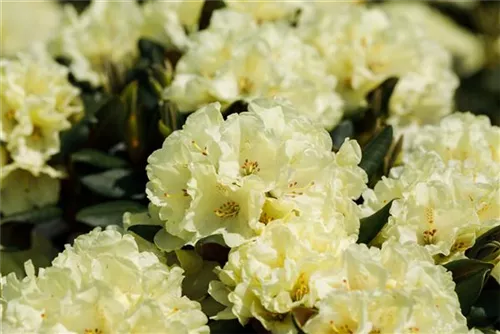 Yaku-Rhododendron 'Bohlken's Laura' -R- - Rhododendron yak.'Bohlken's Laura' -R- II