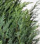 Blaue Säulenzypresse - Chamaecyparis laws.'Columnaris Glauca'