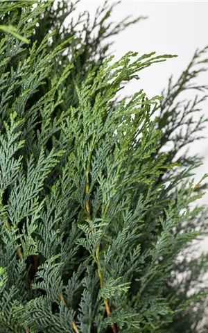 Chamaecyparis laws.'Columnaris Glauca'