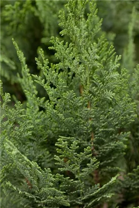 Blaue Säulenzypresse - Chamaecyparis laws.'Columnaris Glauca'