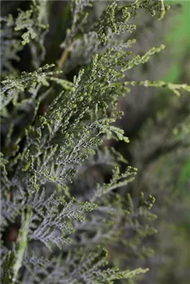 Blaue Säulenzypresse - Chamaecyparis laws.'Columnaris Glauca'