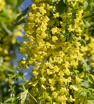 Gemeiner Goldregen - Laburnum anagyroides