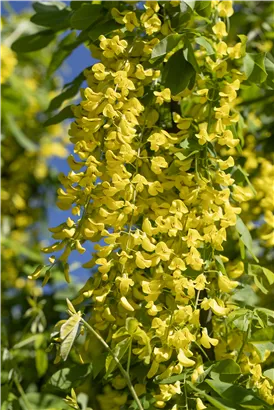 Gemeiner Goldregen - Laburnum anagyroides