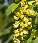 Gemeiner Goldregen - Laburnum anagyroides