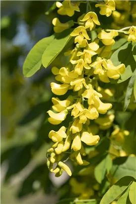 Gemeiner Goldregen - Laburnum anagyroides