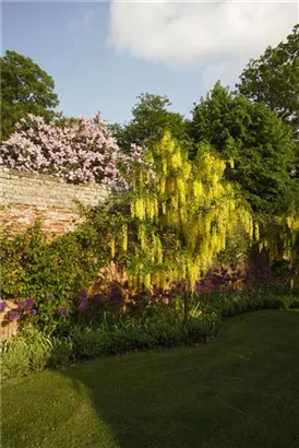 Gemeiner Goldregen - Laburnum anagyroides