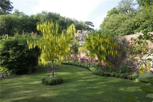 Gemeiner Goldregen - Laburnum anagyroides