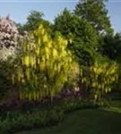 Gemeiner Goldregen - Laburnum anagyroides