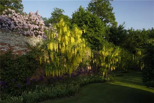 Gemeiner Goldregen - Laburnum anagyroides