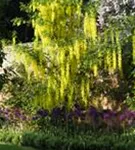 Gemeiner Goldregen - Laburnum anagyroides