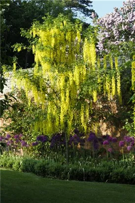 Gemeiner Goldregen - Laburnum anagyroides