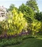 Gemeiner Goldregen - Laburnum anagyroides