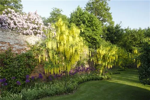 Gemeiner Goldregen - Laburnum anagyroides