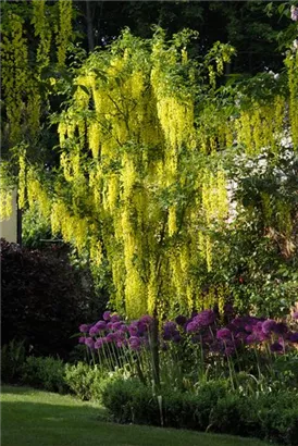 Gemeiner Goldregen - Laburnum anagyroides