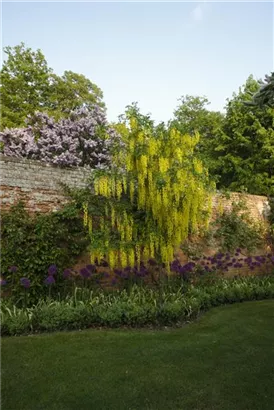 Gemeiner Goldregen - Laburnum anagyroides