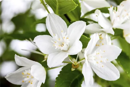 Maiblumenstrauch - Deutzia gracilis