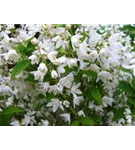 Maiblumenstrauch - Deutzia gracilis 'Nikko'