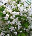 Maiblumenstrauch - Deutzia gracilis