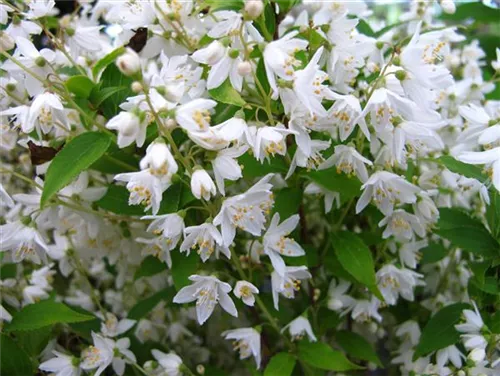 Maiblumenstrauch - Deutzia gracilis