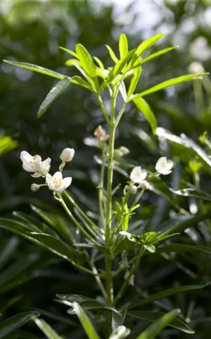 Choisya ternata 'White Dazzler'