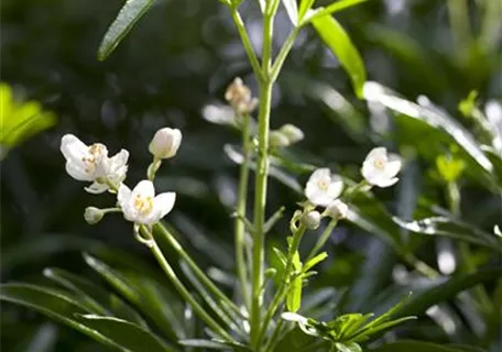 Choisya ternata 'White Dazzler' - Orangenblume