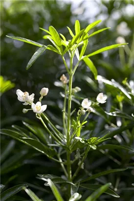 Orangenblume - Choisya ternata 'White Dazzler'