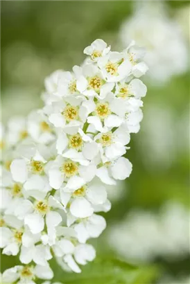 Traubenkirsche - Prunus padus CAC