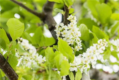 Traubenkirsche - Prunus padus CAC