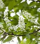 Traubenkirsche - Prunus padus CAC