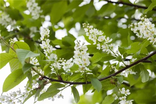 Traubenkirsche - Prunus padus CAC