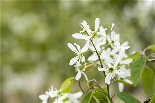 Traubenkirsche - Prunus padus CAC