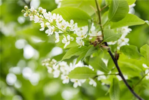 Traubenkirsche - Prunus padus CAC