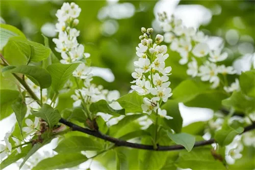 Traubenkirsche - Prunus padus CAC