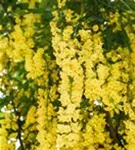 Edel-Goldregen - Laburnum watereri 'Vossii'