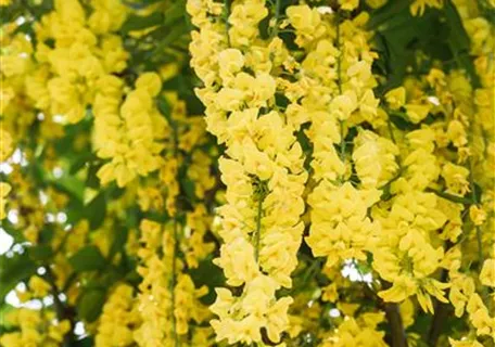 Laburnum watereri 'Vossii' - Edel-Goldregen