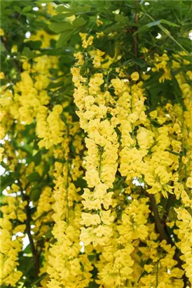 Edel-Goldregen - Laburnum watereri 'Vossii'