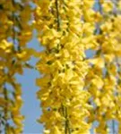 Edel-Goldregen - Laburnum watereri 'Vossii'