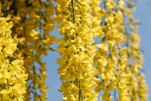 Edel-Goldregen - Laburnum watereri 'Vossii'