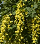 Edel-Goldregen - Laburnum watereri 'Vossii'