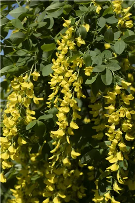 Edel-Goldregen - Laburnum watereri 'Vossii'