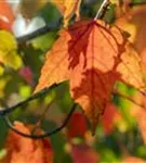 Rotahorn - Acer rubrum 'Sun Valley'