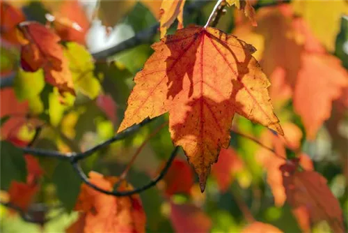 Rotahorn - Acer rubrum 'Sun Valley'