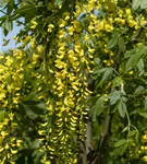 Edel-Goldregen - Laburnum watereri 'Vossii'