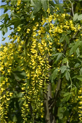 Edel-Goldregen - Laburnum watereri 'Vossii'