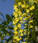 Edel-Goldregen - Laburnum watereri 'Vossii'